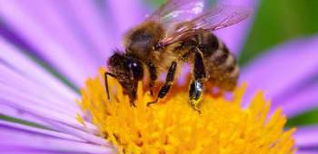 LA RASSEGNA CINEMATOGRAFICA SULL’AMBIENTE CHIUDE CON UN DOCUMENTARIO SUL FAVOLOSO – MA IN PERICOLO – MONDO DELLE API